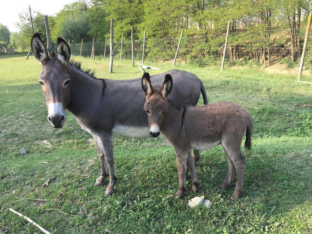 Vila Agriturismo Relais "Il Bricco" Nizza Monferrato Exteriér fotografie